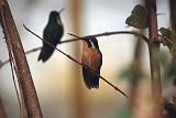 33_Kolibri (Purple-throated mountaingem), Monteverde